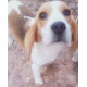 Dorotea