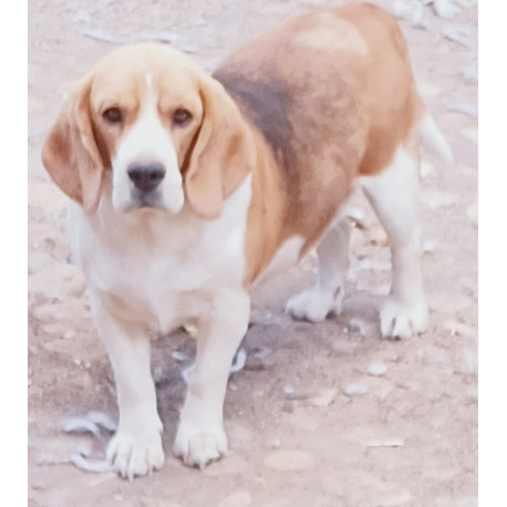 Dorotea